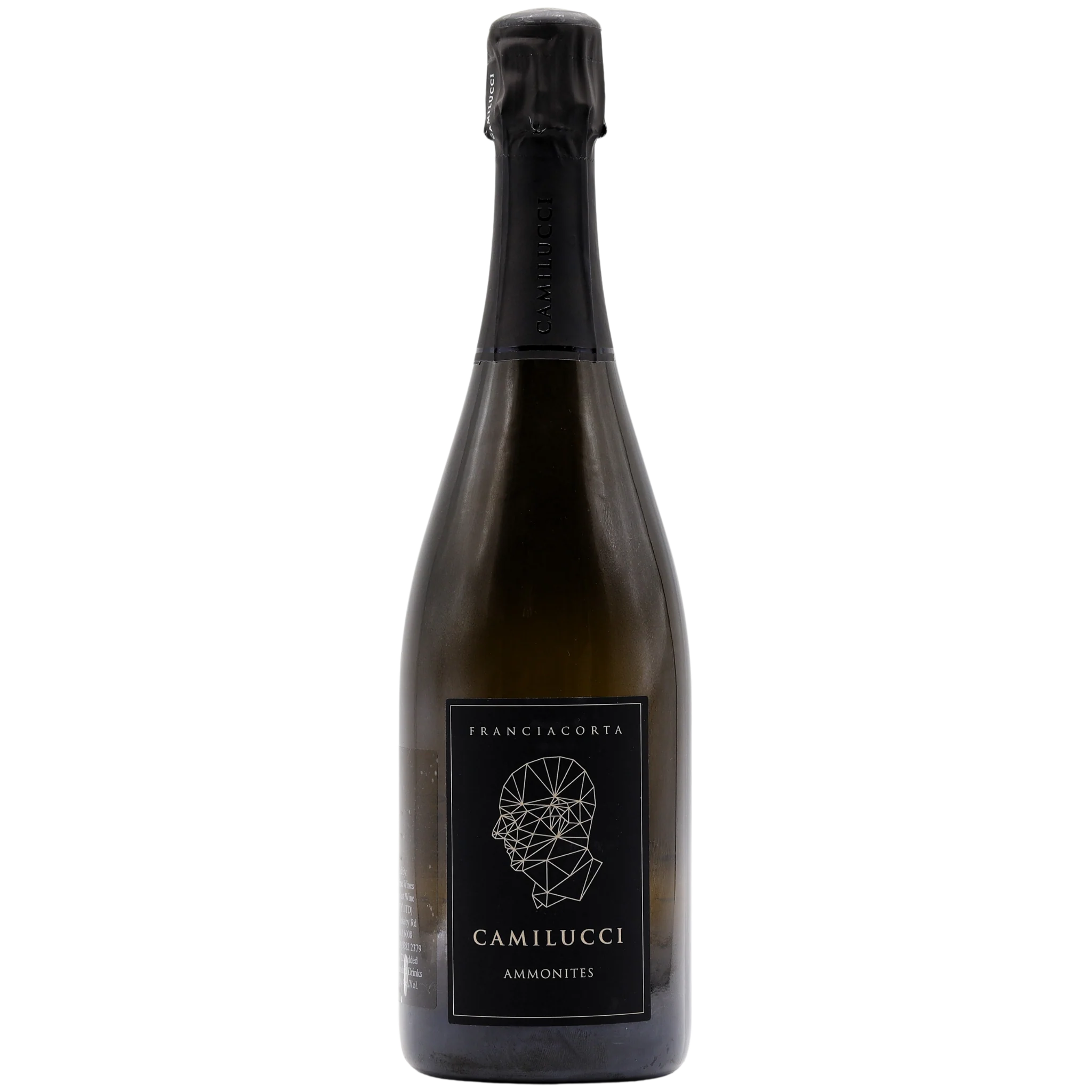 Camilucci - Ammonites Franciacorta